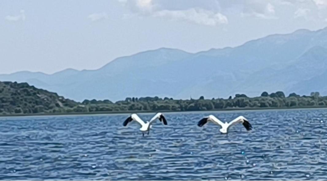 Holiday Home Haustor With Skadar Lake View Подгорица Экстерьер фото