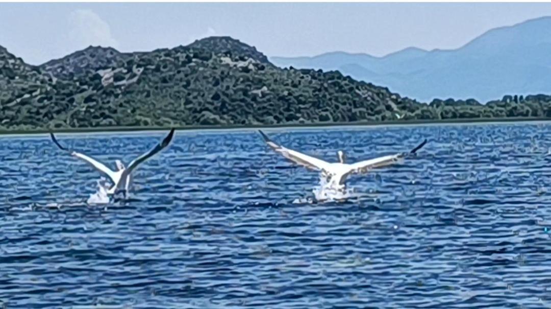 Holiday Home Haustor With Skadar Lake View Подгорица Экстерьер фото