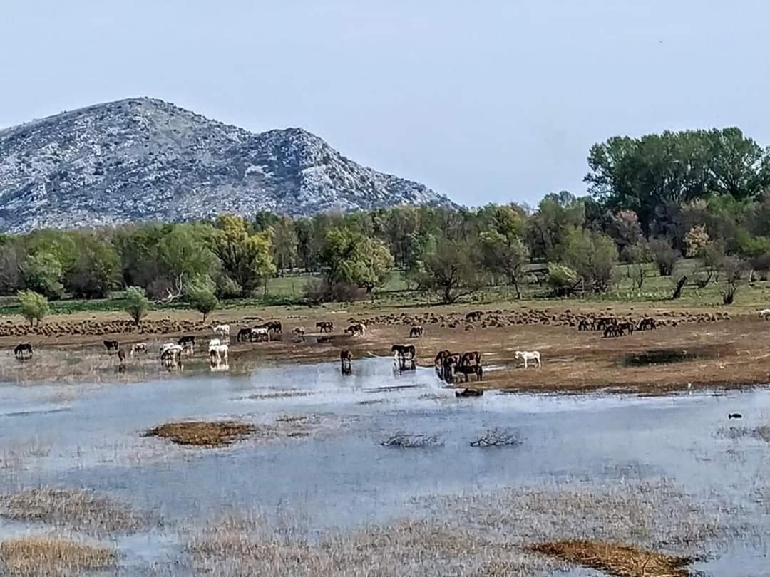 Holiday Home Haustor With Skadar Lake View Подгорица Экстерьер фото