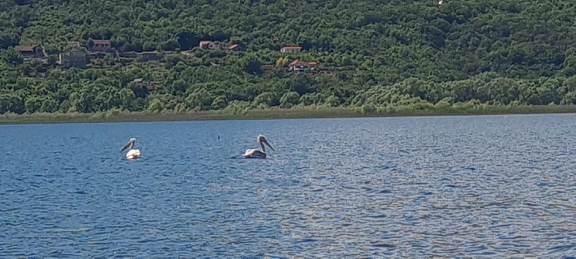 Holiday Home Haustor With Skadar Lake View Подгорица Экстерьер фото