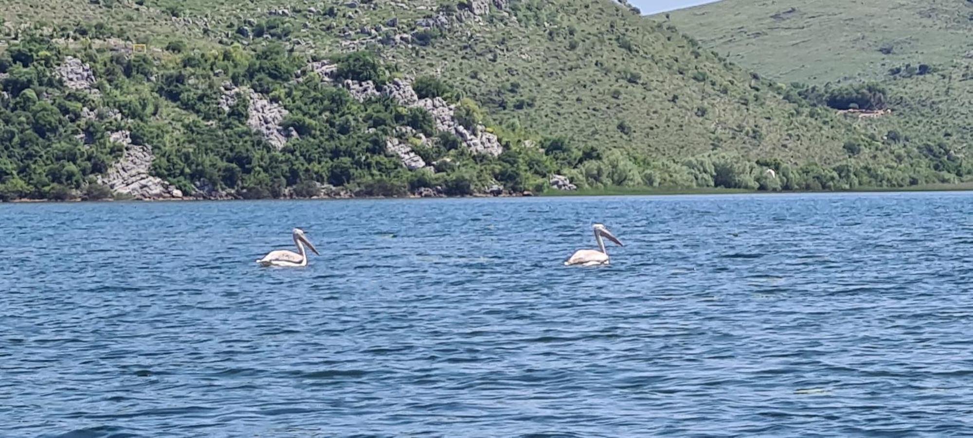 Holiday Home Haustor With Skadar Lake View Подгорица Экстерьер фото